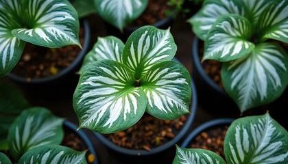 Close up photo of Alocasia Silver Dragon plants in pots. The plant has unique green and white patterned leaves. Perfect for modern interior or eco decor.