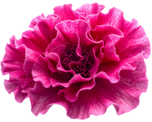 A top-down macro view of a vivid pink cockscomb blossom showing its detailed wavy tex 
