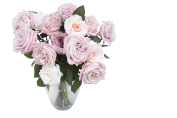 Pink roses isolated on transparent background
