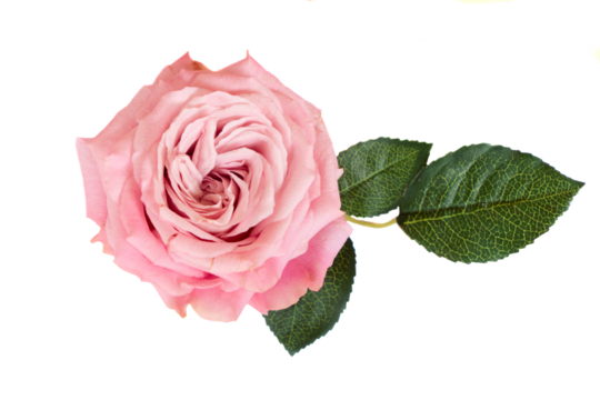 Pink roses isolated on transparent background