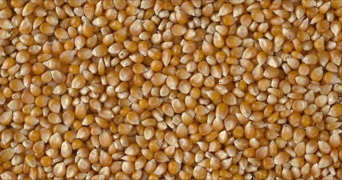 Top view of a rotating, dried corn kernel as background texture. Semi-finished product for making popcorn at home. 