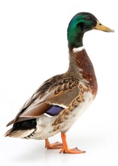 Fototapeta premium A male mallard duck with iridescent green head and white collar stands on a white background.
