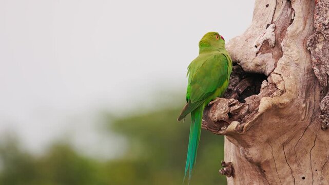 Slow motion video of green parakeet sitting near its nest hole on a tree in Sri Lanka. Tropical bird behavior in natural habitat, perfect for wildlife documentaries and nature films. Safari in Asia.