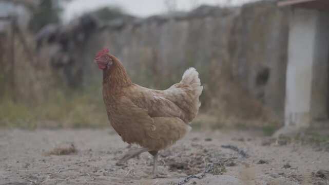 
A hen runs freely looking for food and staring at the camera.