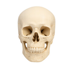 Fototapeta premium Human Skull Anatomical Model Isolated on Transparent Background