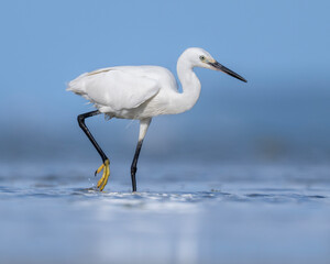 Beautiful egret egret at eye level in the ocean