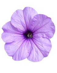 Elegant Purple Petunia Blossom Isolated on White Background.