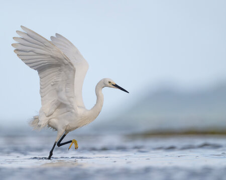 Beautiful and elegant egret with it's wings stretched out