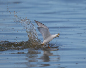 Little tern comes out of the ocean with a fish