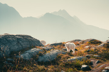 Obraz premium Mountain goats roam freely on a rocky mountainside, in a scenic landscape.