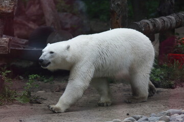 A polar bear walks around its enclosure at the zoo