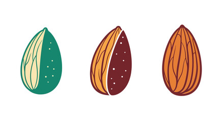 Illustration of three almonds showing cross sections with different interior colors