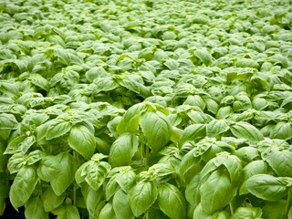 fresh green basil
