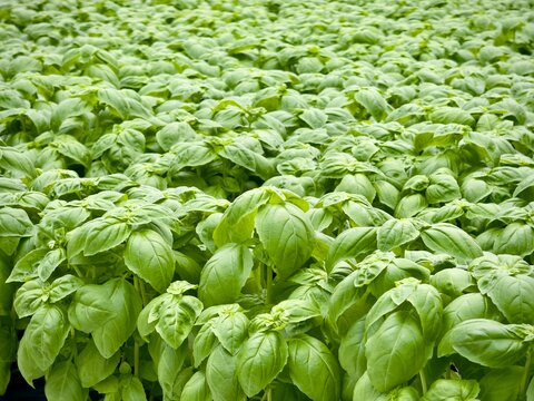 fresh green basil