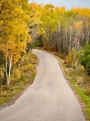 road in autumn forest
