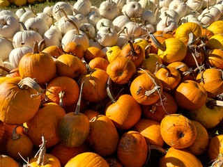 pumpkins and gourds