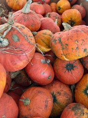 pumpkins and gourds in a pile