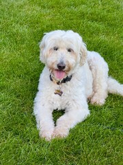 Golden doodle dog on grass