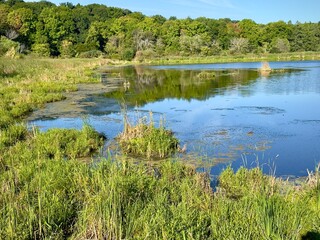 Swamp lake in the forest