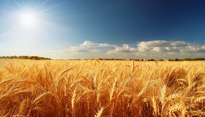golden wheat field under a sunny sky