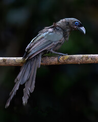 Racket-tailed treepie deep in the dark jungle
