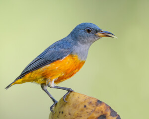 Orange-bellied flowerpecker on a mango