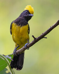 Sultan Tit on a perch in Thailand