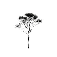 Monochrome tree with leaves on Transparent Background