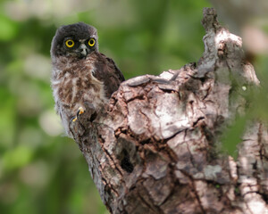 Juvenile Owl about to leave the nest