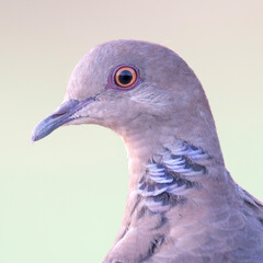 Beautiful head portrait of a turtle dove