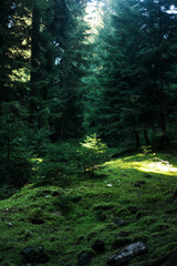 Sunlit spruce sapling in mossy forest glade © Samantha