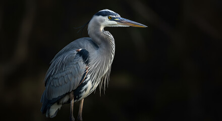 Elegant great blue heron stands alert against a dark background, a stunning wildlife moment perfect for nature publications and conservation campaigns