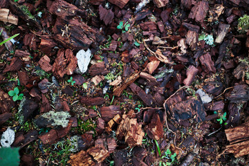 Brown wood chips with moss and leaves