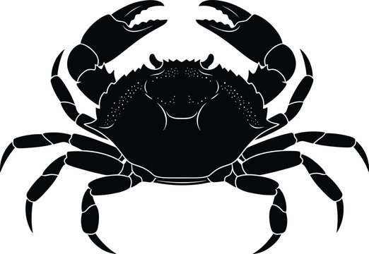 Crab silhouette vector illustration, black marine icon, detailed claws and legs, pincer anatomy, sea creature design, minimal ocean graphic