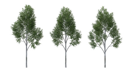 Three tall green trees isolated on black background