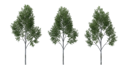Three tall green trees isolated on black background