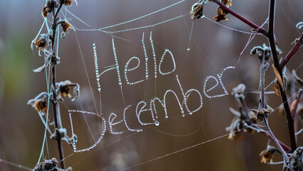 Dew-covered spider web with handwritten greeting of hello December on dry branches in nature, intricate pattern weaving, natural art formation, morning moisture droplets, seasonal message outdoors