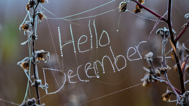 Dew-covered spider web with handwritten greeting of hello December on dry branches in nature, intricate pattern weaving, natural art formation, morning moisture droplets, seasonal message outdoors