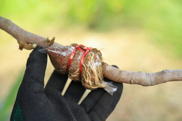 farmer hold grafting tree trunk branch in farm of organic for plant propagation