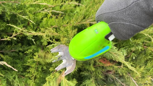 A close-up of gloved hands trimming an evergreen juniper bush with compact cordless grass trimmers in a garden. DIY landscaping for editorial or commercial use.