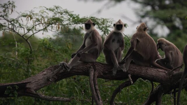 Gray langurs lat. Semnopithecus priam sit on a tree branch in Sri Lanka, gently grooming each other and showing peaceful social behavior in tropical jungle wildlife in slow motion video.