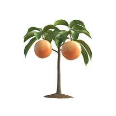 Peach tree with two peaches on Transparent Background