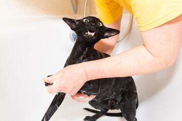 Black oriental cat taking bath in bathroom. Woman washes black cat in bathtub