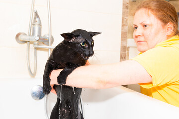 Black oriental cat taking bath in bathroom. Woman washes black cat in bathtub