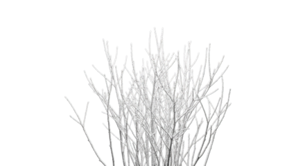 Abstract white grass stems against black background