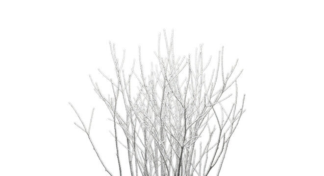 Abstract white grass stems against black background