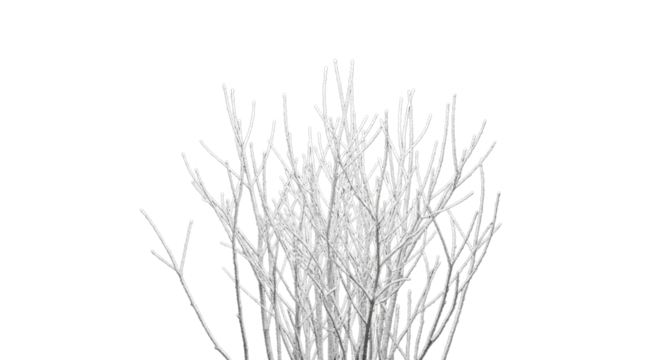 Abstract white grass stems against black background