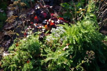 Common yarrow (Achillea millefolium) with delicate white flower clusters blooming in a natural meadow.