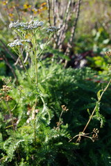 Common yarrow (Achillea millefolium) with delicate white flower clusters blooming in a natural meadow.