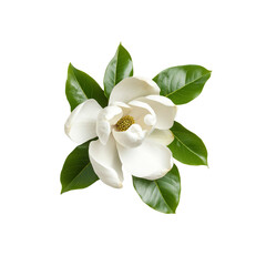 Magnolia bloom and leaves on black